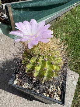 Preview: Acanthocalycium spiniflorum